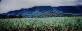 Fotografía del viaje a Australian Banana Company