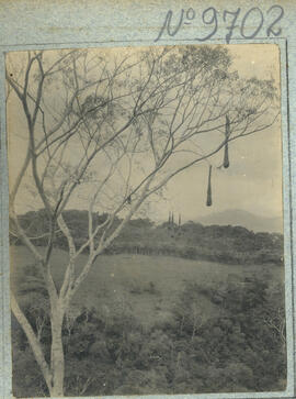 Fotografías en albun de nidos de oropéndola. Se observan los árboles de dichos nidos y panorámica...