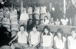 Fotografía de un grupo de escogedoras de café en el beneficio de la Finca La Guaria San José