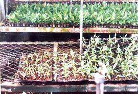 Fotografía de plantas relacionadas al proyecto de propagación de plantas por cultivo in vitro