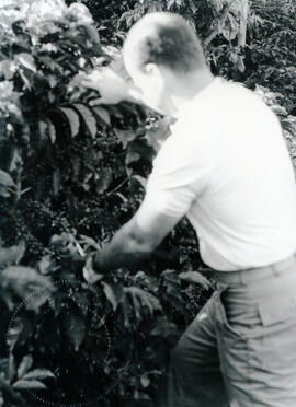 Fotografías de cafetales en los cantones de Poás y Grecia. Aparece José María Figueres Olsen, Min...