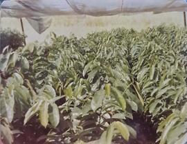 Fotografía del plantas en un vivero parte del proyecto de diversificación agrícola