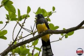 Fotografía del ave Trogon melanocephalus. Nombre común: Black-headed Trogon, Trogón Cabecinegro, ...