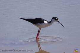 Fotografía del ave Himantopus mexicanus Black-necked Stilt, Cigüeñuela Cuellinegro (Soldadito). C...