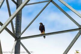 Fotografía del ave Parabuteo unicinctus. Nombre común: Harris’s Hawk, Gavilán Alicastaño en el di...