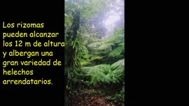 Video educativo titulado Helechos Arbolescentes - Bosque Nuboso Cordillera Tilarán Costa Rica