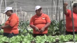 Video del reportaje titulado Hortalizas Ebenezer: Proyecto de ocho mujeres emprendedoras de Color...