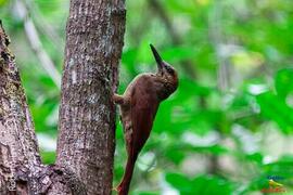 Fotografía del ave Dendrocolaptes sanctithomae. Nombre común: Northern-barred Woodcreeper, Trepad...