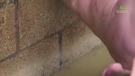 Video del reportaje titulado Ahogapollo Queso Artesanal Tradicional de Tilarán Costa Rica