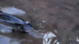 Video testimonial titulado Pescando Machacas en Rio Chiquito, Tilarán, Costa Rica