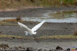 Fotografía del ave Ardea alba, Great Egret, Garceta Grande (Garza Real). Colorado de Abangares. N...