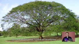 Video sobre el árbol de Guanacaste, símbolo nacional