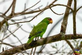 Fotografía del ave Amazona albifrons White-fronted Parrot, Loro Frentiblanco (Cancan, Lora). San ...