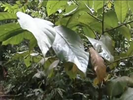Video reportaje en la Región Atlántica del Ministerio de Agricultura y Ganadería, sobre la experi...